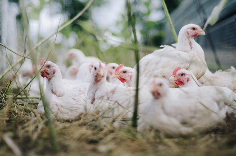 The Future of the Poultry Industry: Innovation, Sustainability, and Growth