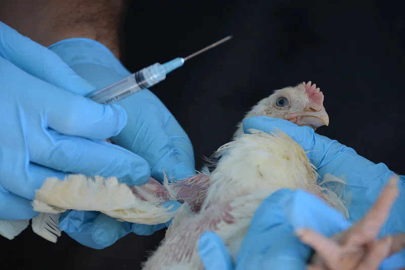 Poultry Vaccination